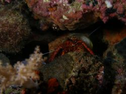 Hermit Crab night dive location divers sanctuary bauan ba... by Jun Yu 